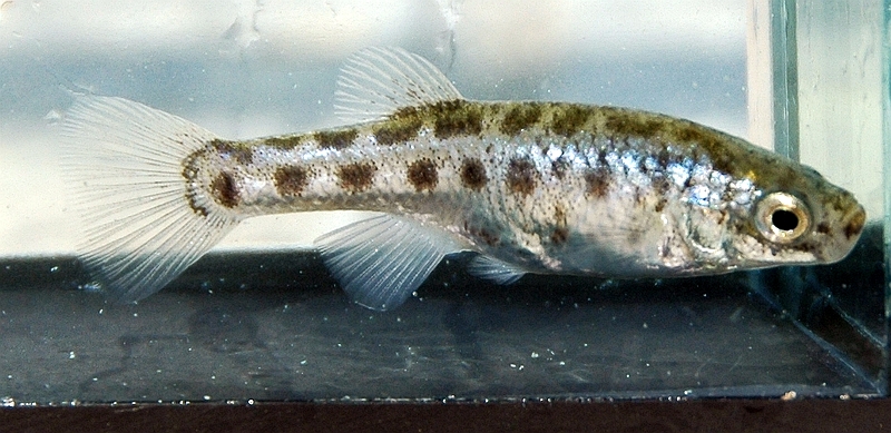 Female of A. splendens.