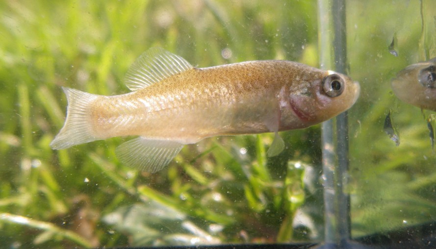 Adult female.