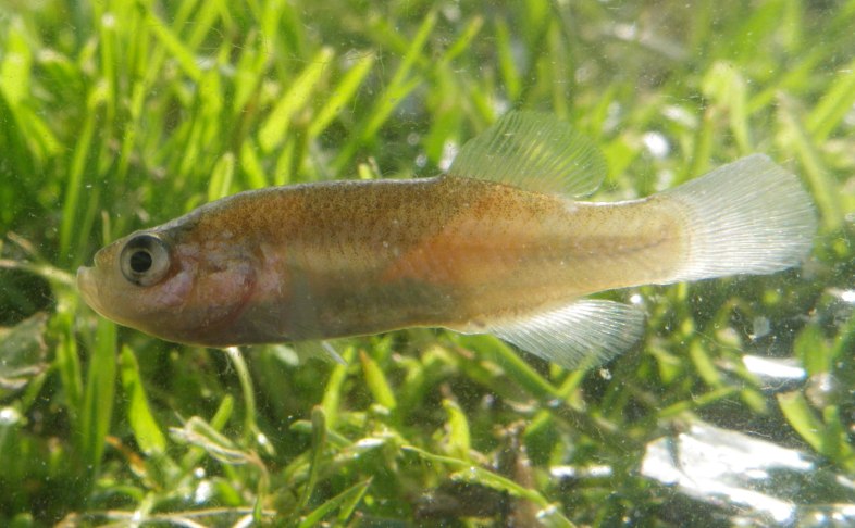 Adult female.