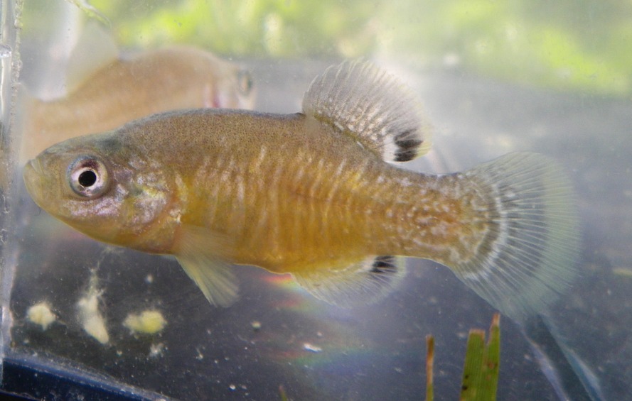 Adult male.