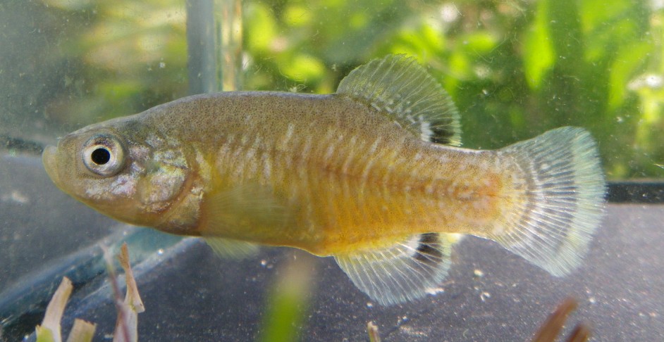 Adult male of Aphanius apodus.