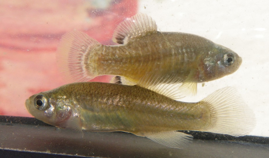 Adult pair.