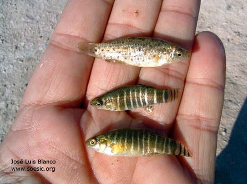 Freshly caught specimens of A. danfordii 'Soysallı'. Adult female at top, two males below.