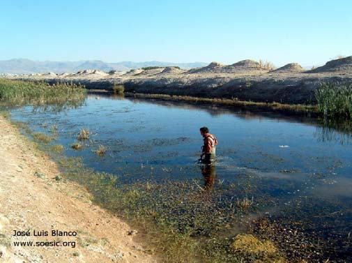 Habitat of A. danfordii close to the village of Soysallı in Kayseri Province, Turkey.