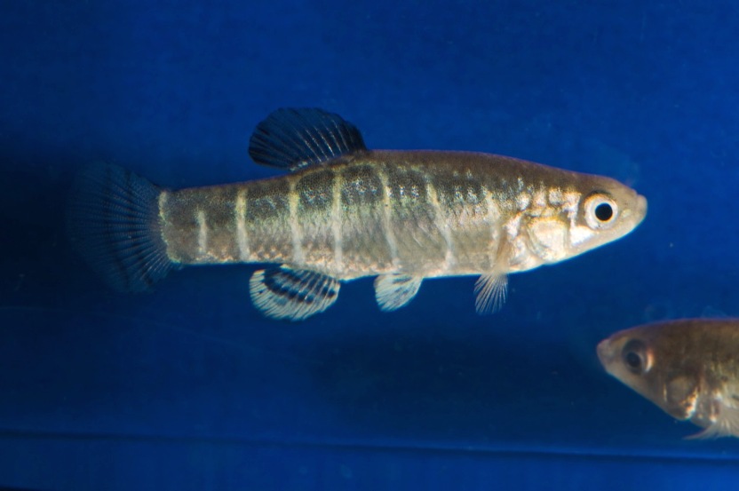 Male of Anatolichthys danfordii 'Soysallı'.