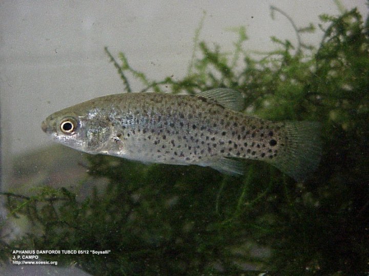 Female of A. danfordii from Soysallı.
