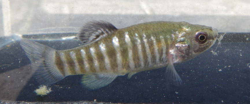 Adult male specimen from Kırşehir.