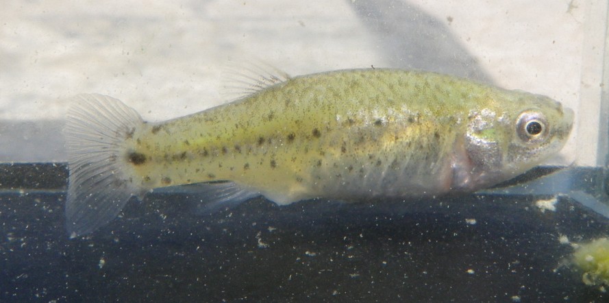 Adult female from Kırşehir.
