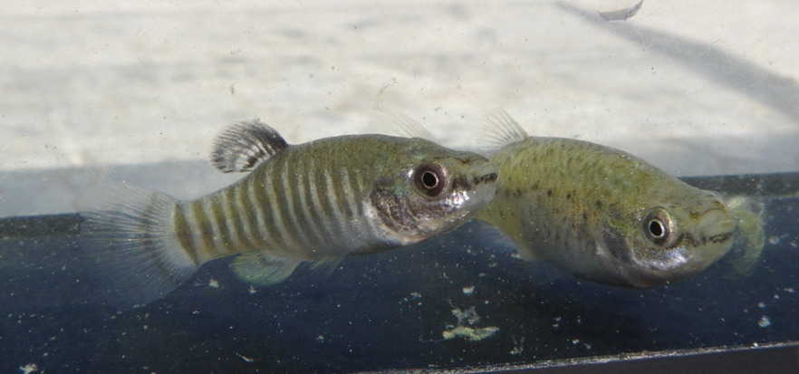 Adult pair from Kırşehir; male left.