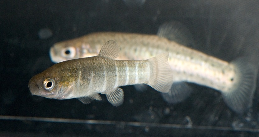 Pair of A. danfordii 'Soysallı'; male at front.