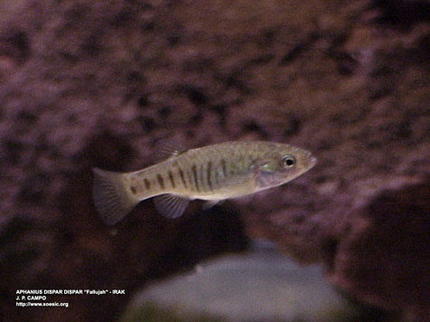 Female of A. dispar from Fallujah, Iran.
