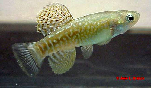 Adult male; collection locality unknown.