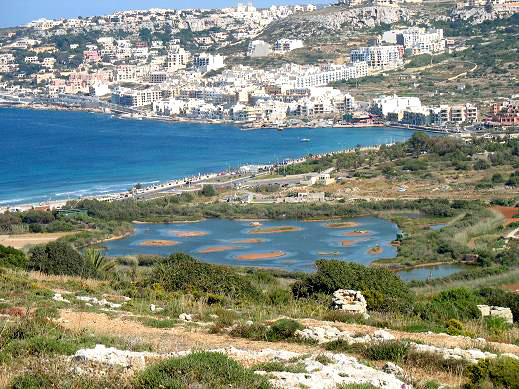 Ghadira Nature Reserve is home to the last remaining wild population of the species on Malta.