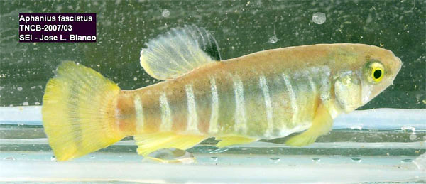 Male of A. fasciatus collected from Oued Melah, Tunisia.