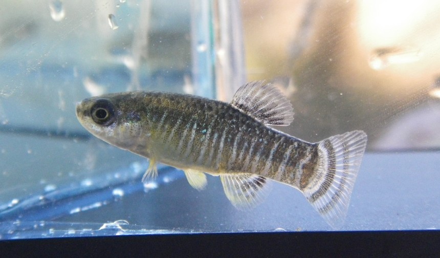 Young adult male from the Torrent del Pí in winter colouration.