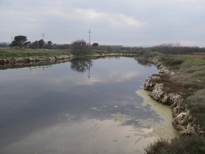 A coastal lagoon habitat in Girona Province, Catalunya, located very close to the limit of the species' northern range.