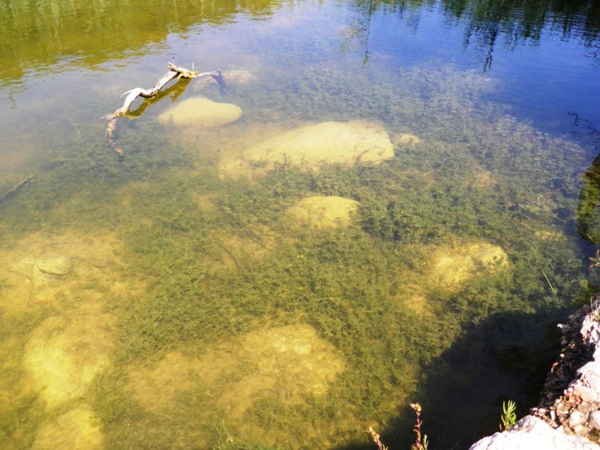 ...when aquatic vegetation proliferates...