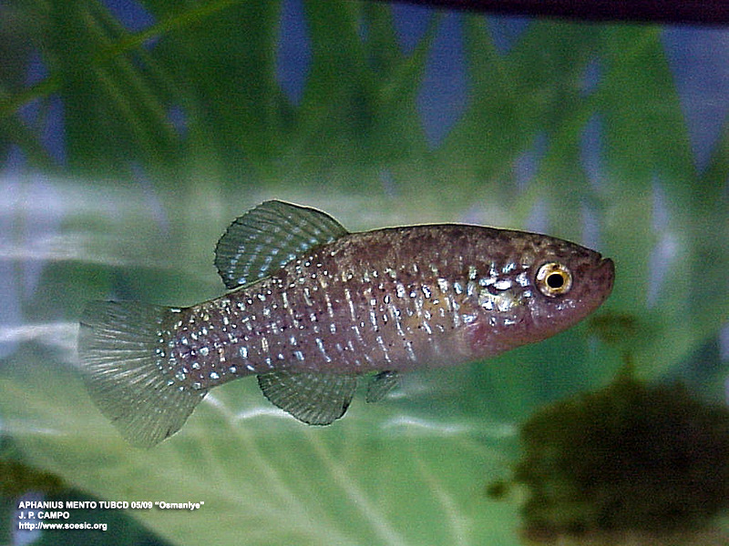 Adult male collected from the habitat in the previous image.