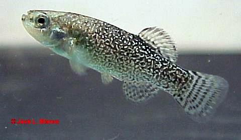Adult male individual.