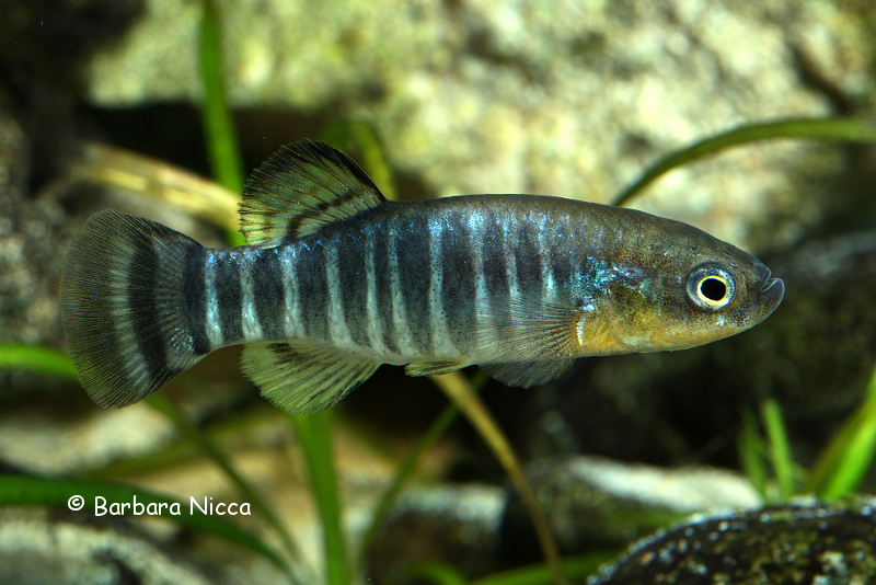 Adult male specimen displaying courtship colour pattern.