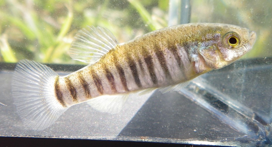Young adult male displaying stress colour pattern.