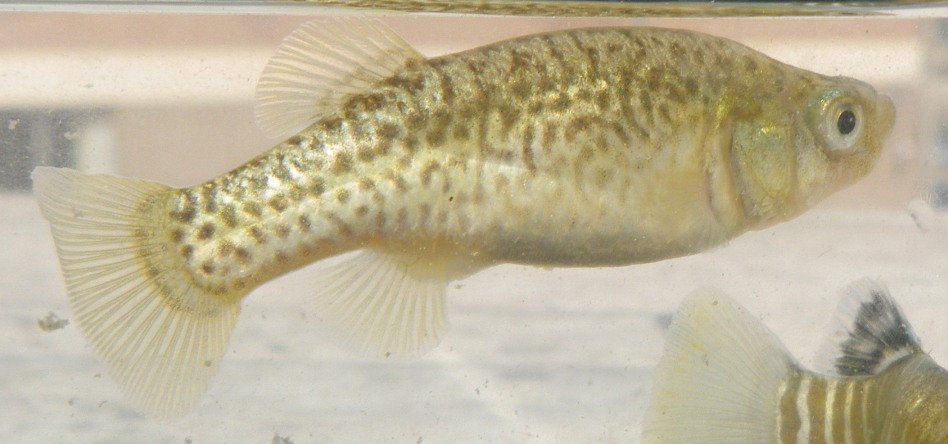Adult female specimen.