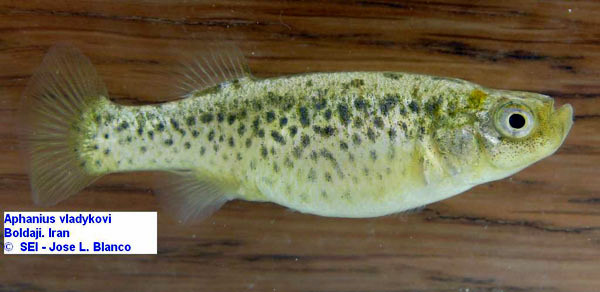 Female individual from the Boldaji population.