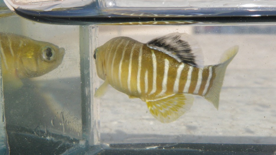 Male flank patterning detail.