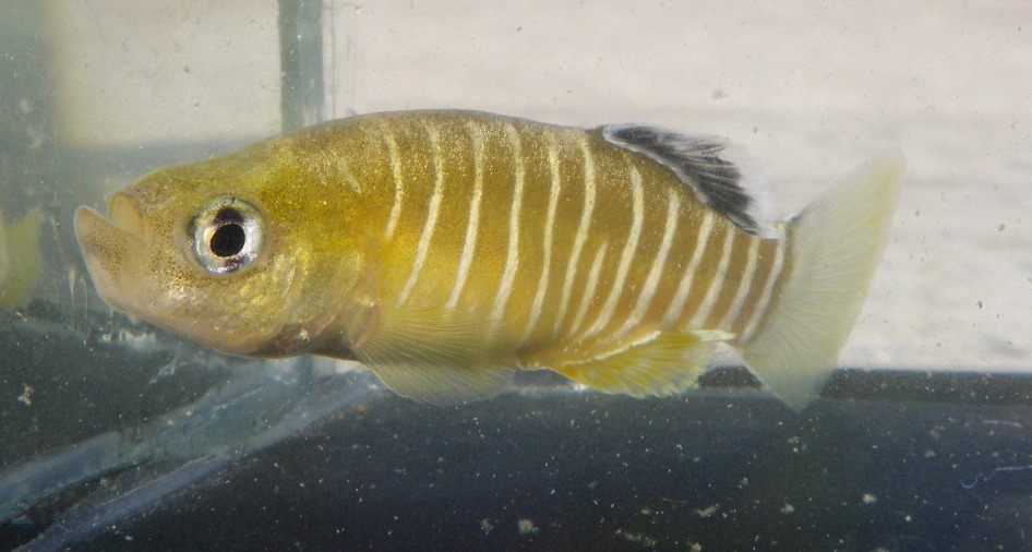 Male of Esmaeilius vladykovi from Boldaji, Iran.