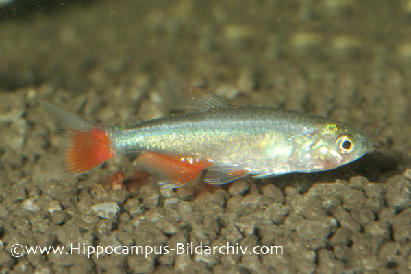 Aphyocharax anisitsi