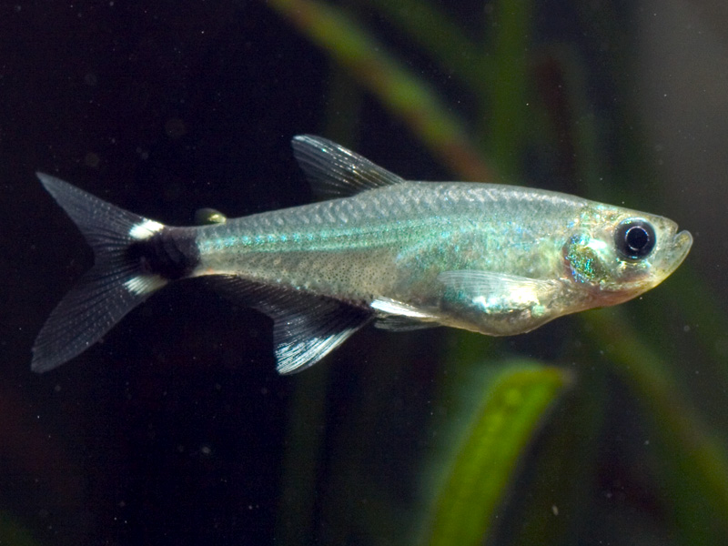 This species is sometimes referred to as Aphyocharax paraguayensis in the aquarium trade.