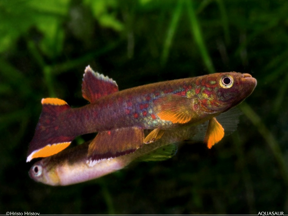 Adult pair of the ornamental 'chocolate' strain in courtship behaviour. Male at front.