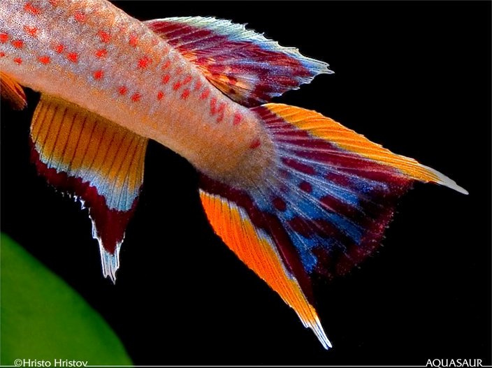 Caudal-fin detail in male of ornamental 'chocolate' strain.