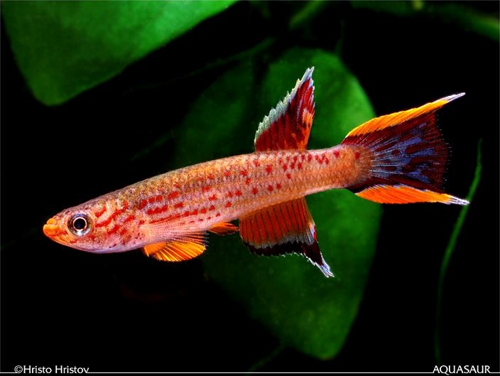 Adult male; ornamental 'chocolate' strain.