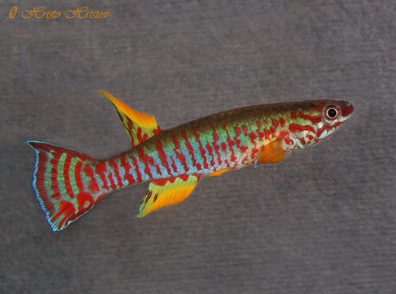 Adult male specimen; collection details unspecified.