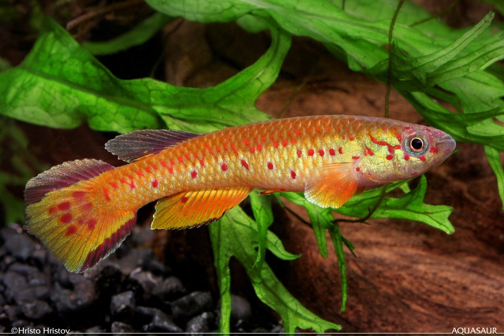 Adult male specimen; no collection details supplied.