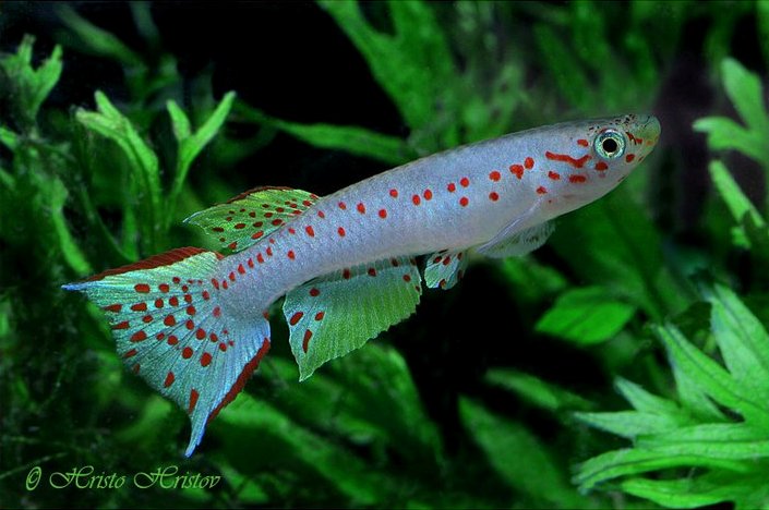 Adult male of A. decorsei Kapou RCA 91/1...