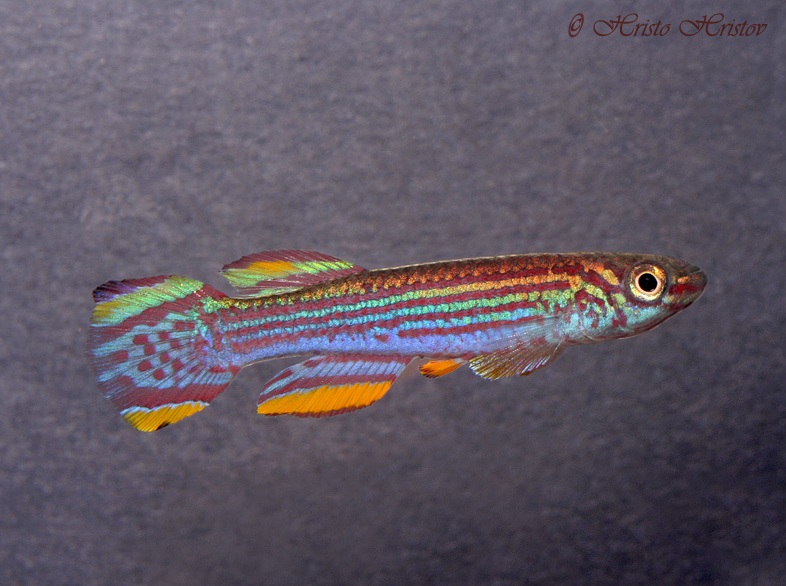 Adult male of A. striatum GEMHS 00/34