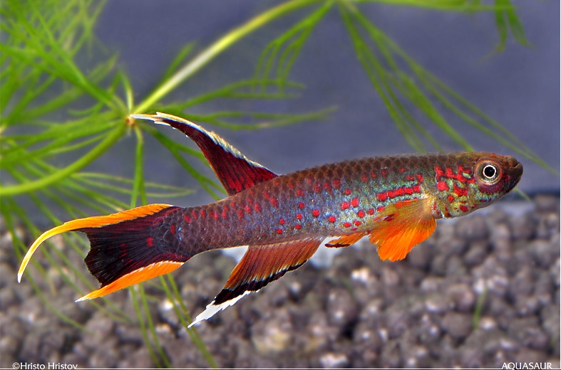 Adult male; ornamental 'chocolate' strain.