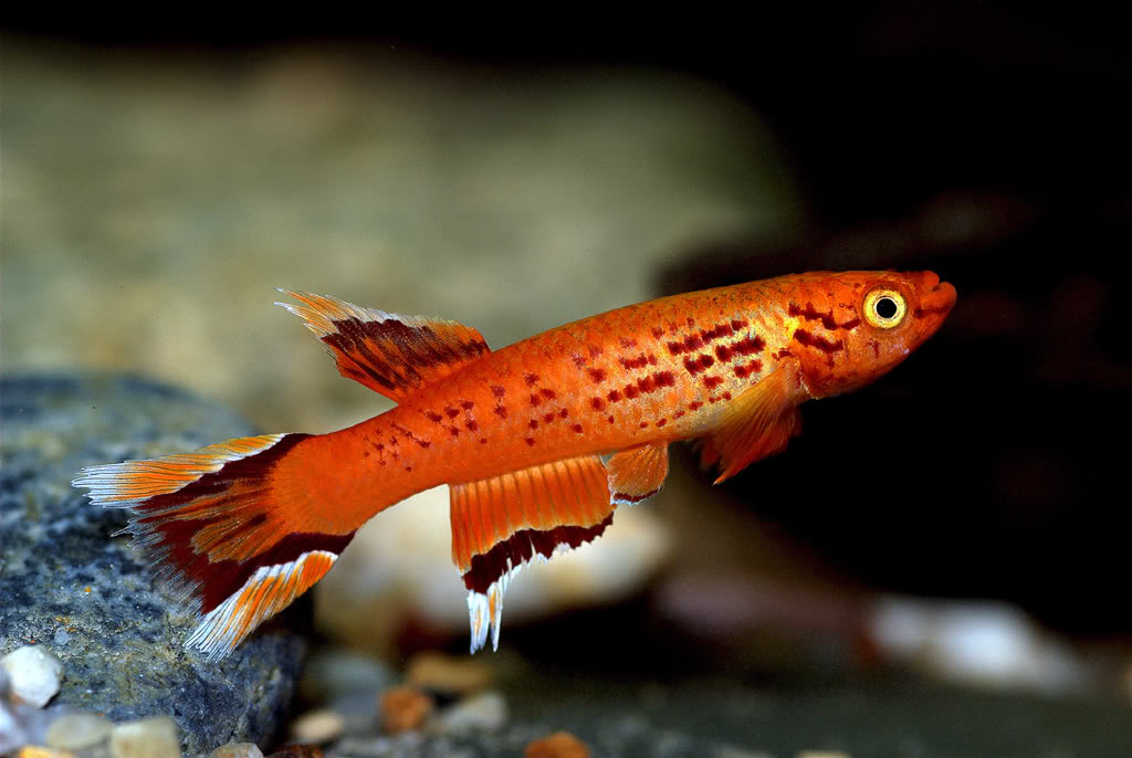 Adult male; ornamental 'gold' strain.