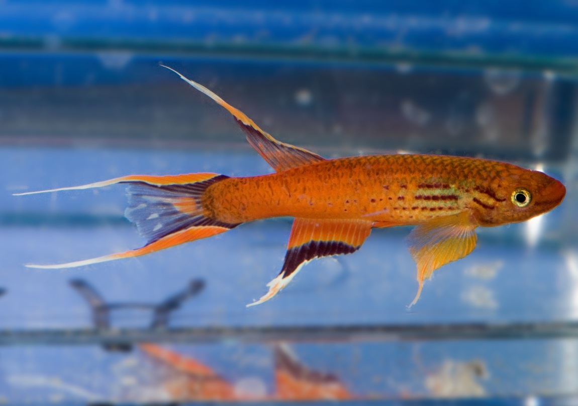 Adult male; ornamental 'orange' strain.