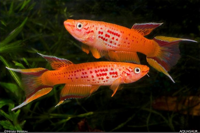 Two males; ornamental 'gold' strain.