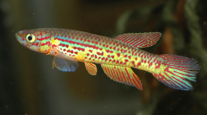 Adult male specimen; collection details not supplied.