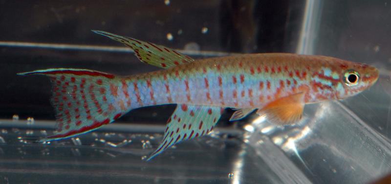 Adult male of A. elberti 'Bafole'.