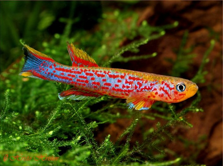 Adult male of A. hanneloreae 'Malinga' GJS 00/14...