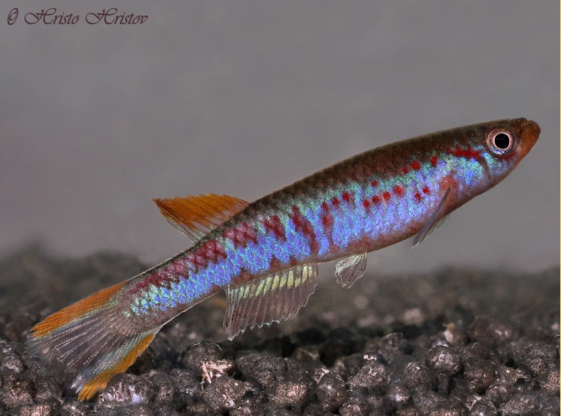Adult male of A. mimbon GEMLC 04