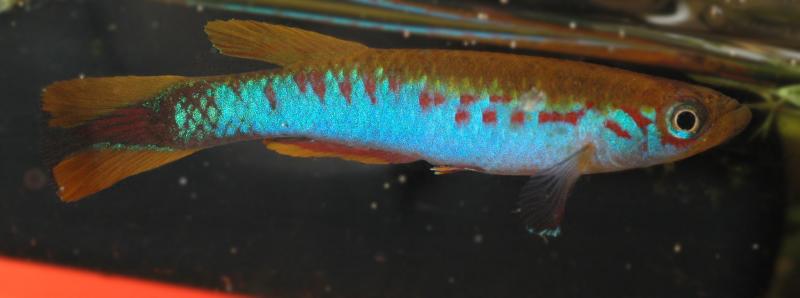 Another male; no collection details supplied.