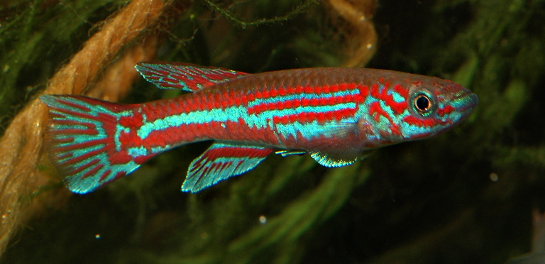 Male individual, collection details not supplied.