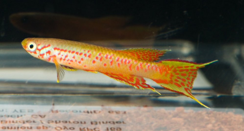 Adult male specimen.