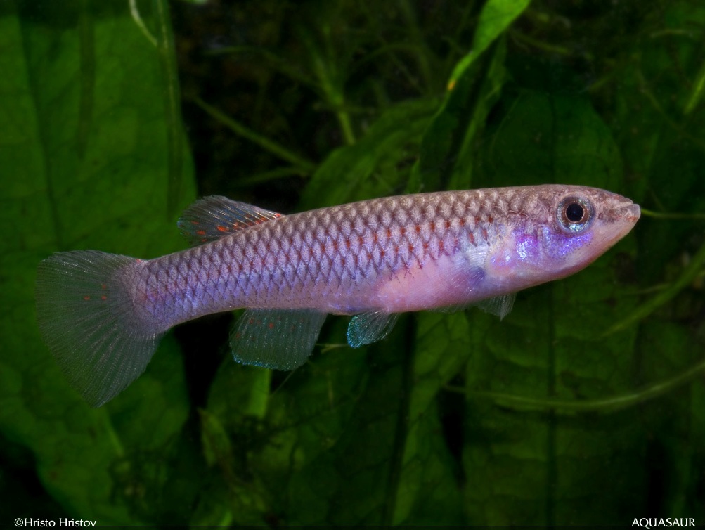 Adult female of A. striatum GEMHS 00/33.